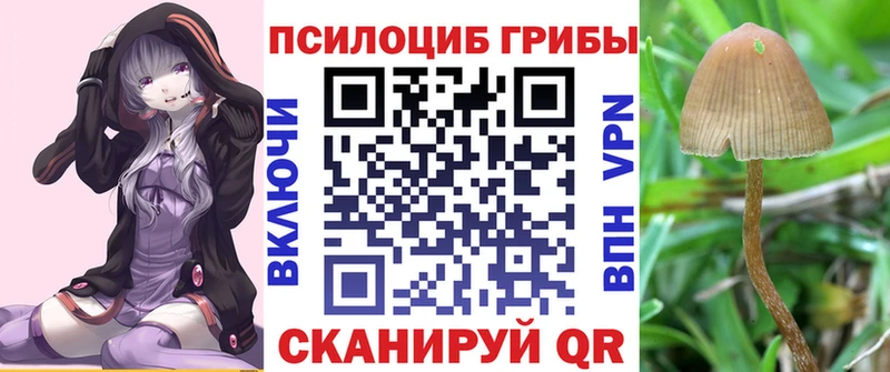 Псилоцибиновые грибы Psilocybe  что такое   Плавск 
